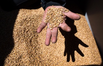 Россия не намерена ограничивать импорт семян в страны