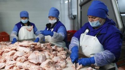 Россия хочет запретить экспорт некоторых видов мяса птицы