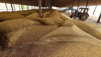 Российский Зерновой союз предупредил о подорожании зерна на 30%