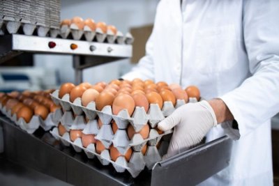 Обнуление пошлин на импорт яиц в России произойдет с 1 января