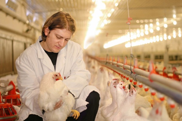 На крупнейшей птицефабрике Сахалина подозрение на грипп птиц