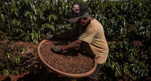 Цены на какао-бобы обновили свой рекорд из-за засухи