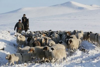 В Монголии от голода погибло 2,9 млн. голов скота