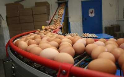 Минсельхоз РФ заявил, что производство яиц обеспечивает спрос на рынке