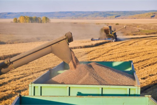 Экспорт пшеницы из России в новом году оценен в 52 млн. тонн