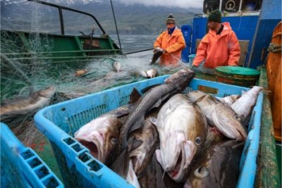 США планируют запретить экомаркировку для российской рыбы