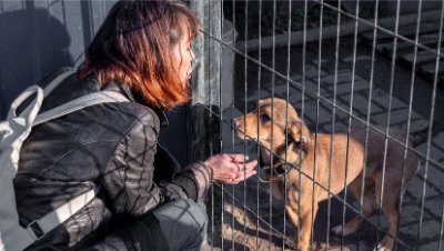 КС РФ запретил усыплять бездомных животных